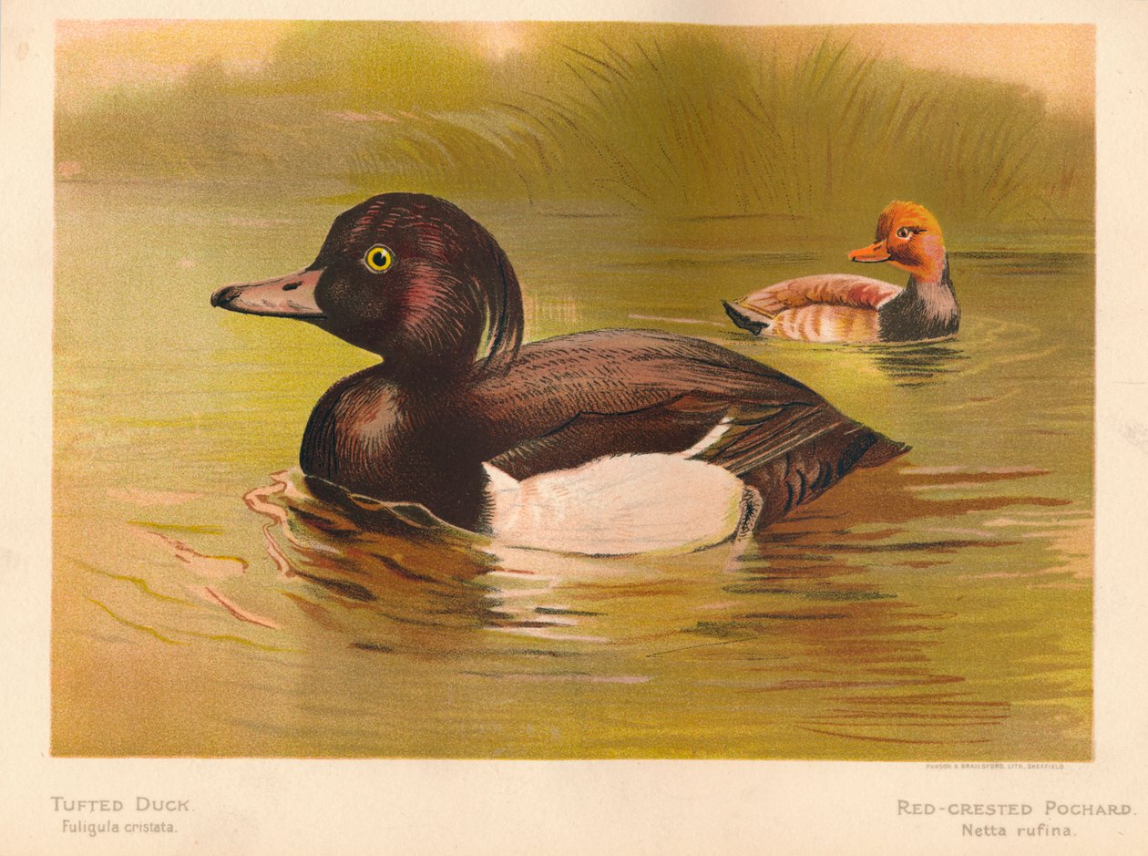 Tufted Duck Fuligata cristata, Rød-Krested Pochard Netta rufina, 1900, 1900 af Charles Whymper