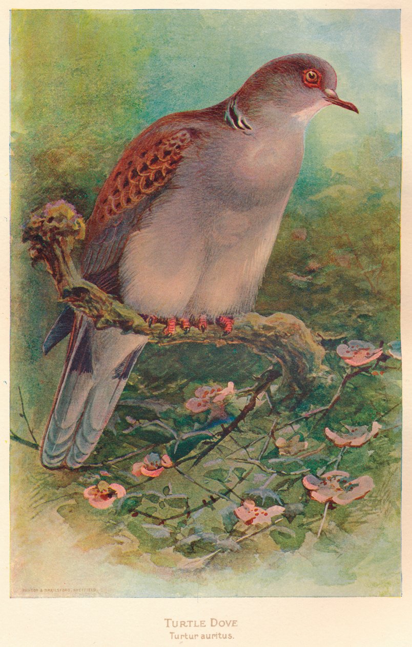 Turtle Dove Turtle Turtle, 1900, 1900 af Charles Whymper