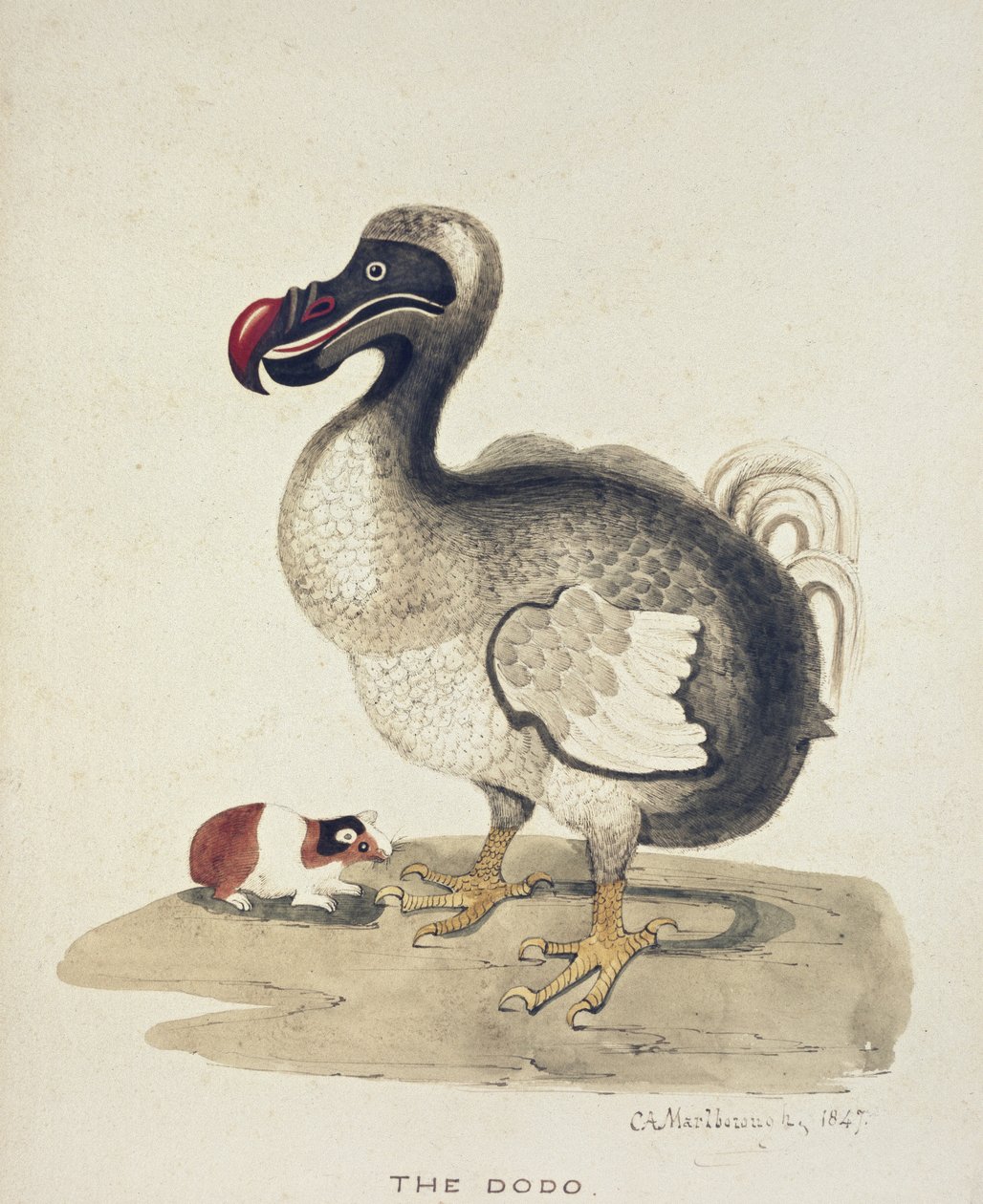 Studie af en Dodo og et marsvin, 1847 (akvarel med pen og blæk på råhvidt papir) af Charlotte Augusta Duchess of Marlborough Spencer Churchill