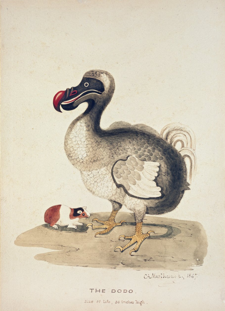 Studie af en Dodo og et marsvin, 1847 af Charlotte Augusta Spencer Churchill
