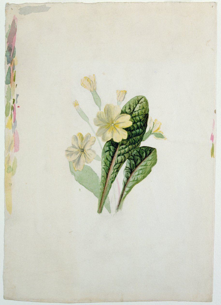 Studie af en primula, ca. 1830 (wc på papir) af Charlotte Bronte