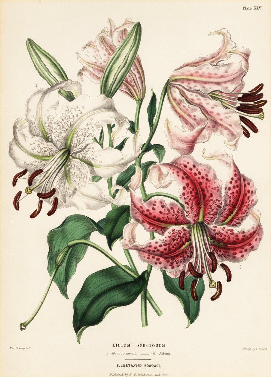 Japanske liljesorter, Lilium specioseum af Charlotte Caroline Sowerby