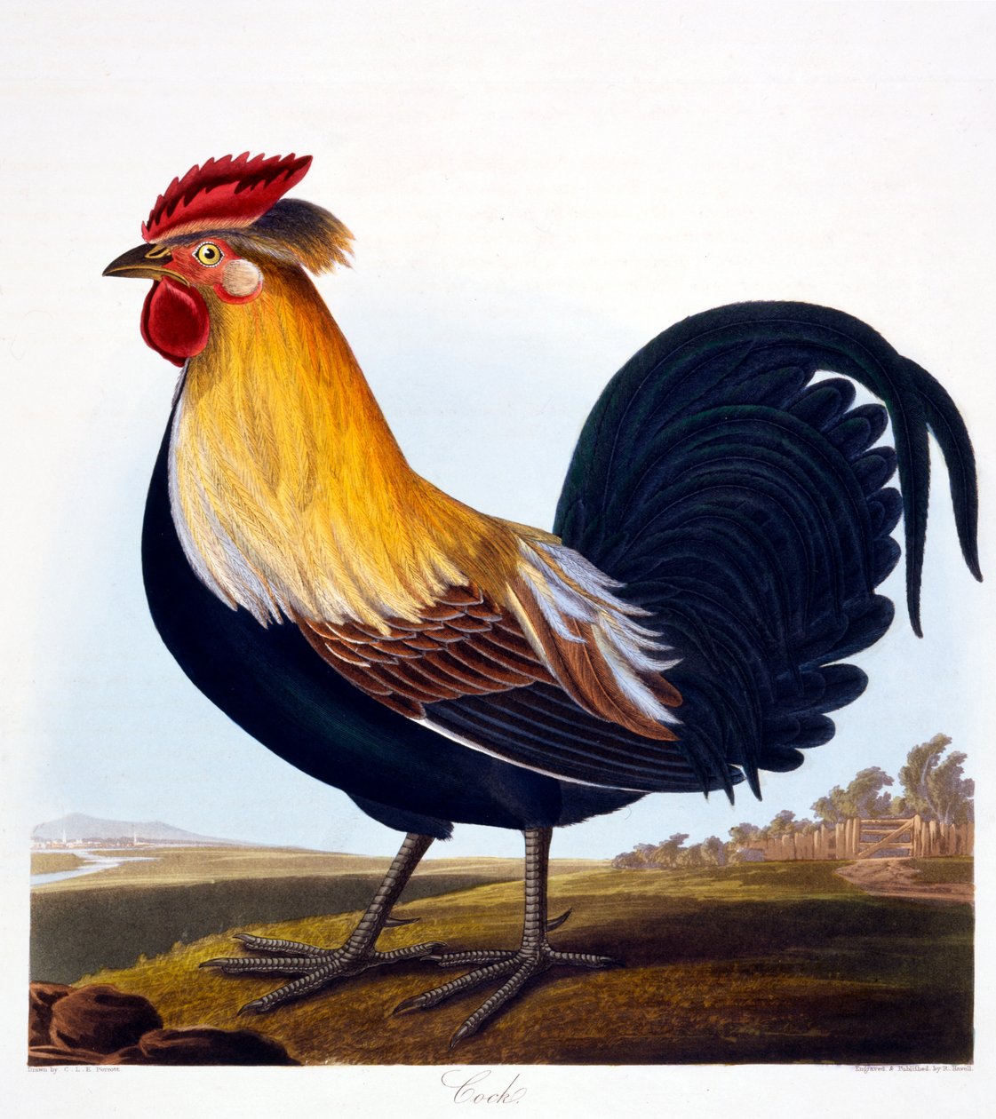 Hane (Phasianus), graveret af Robert Havell, Jr (1793-1878), 1835 af Charlotte L. E. Perrott
