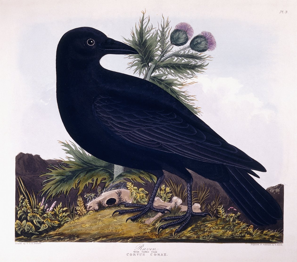 Raven: Great Corbie Crow af Charlotte L. E. Perrott