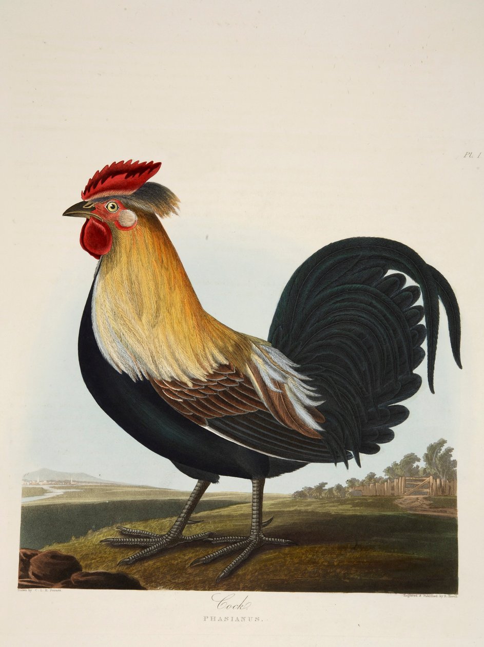 Cock, Phasianus, pub. 1835 Håndfarvet gravering. af Charlotte Lousia Emily Perrott