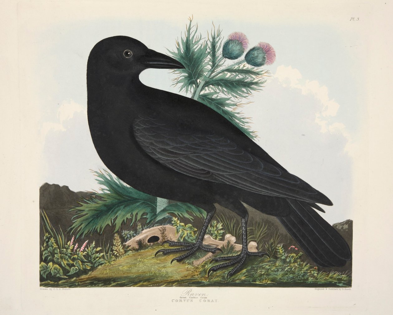 Raven, Corvus Corai, pub. 1835 Håndfarvet gravering. af Charlotte Lousia Emily Perrott