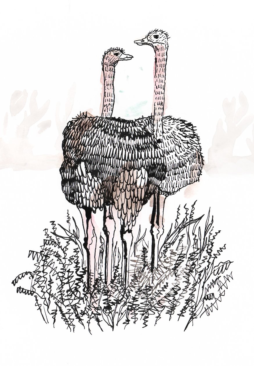 Flamingoer, 2018 (pen og blæk) af Charlotte Orr