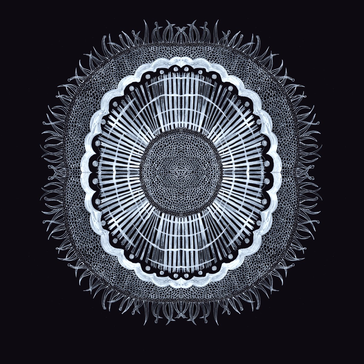 Plant Cell 0.2, 2019 (pen og blæk) af Charlotte Orr