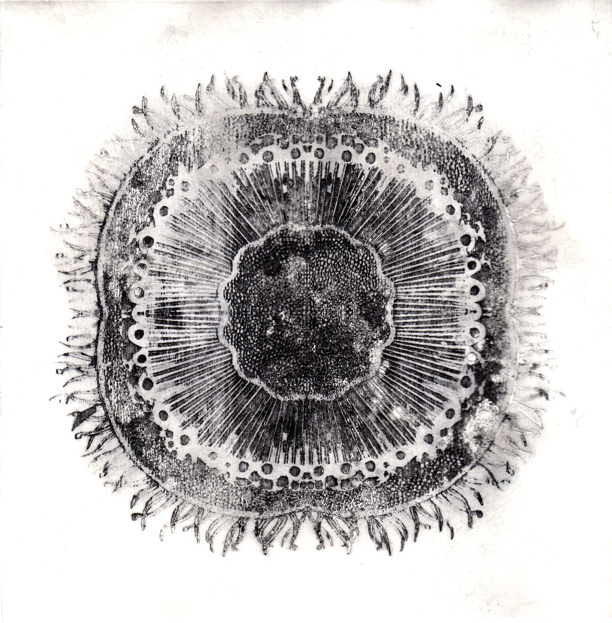 Planteceller, 2019 (tørpunktsætsning) af Charlotte Orr