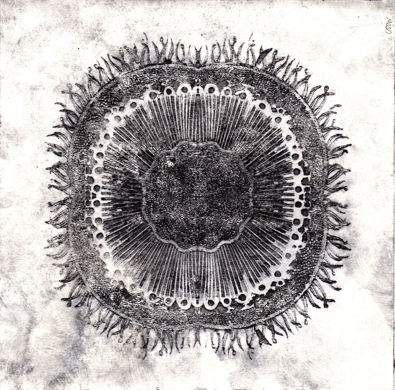 Planteceller, 2019 (tørpunktsætsning) af Charlotte Orr