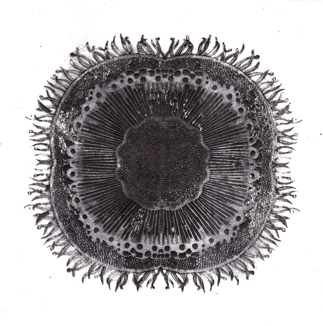 Planteceller, 2019 (tørpunktsætsning) af Charlotte Orr