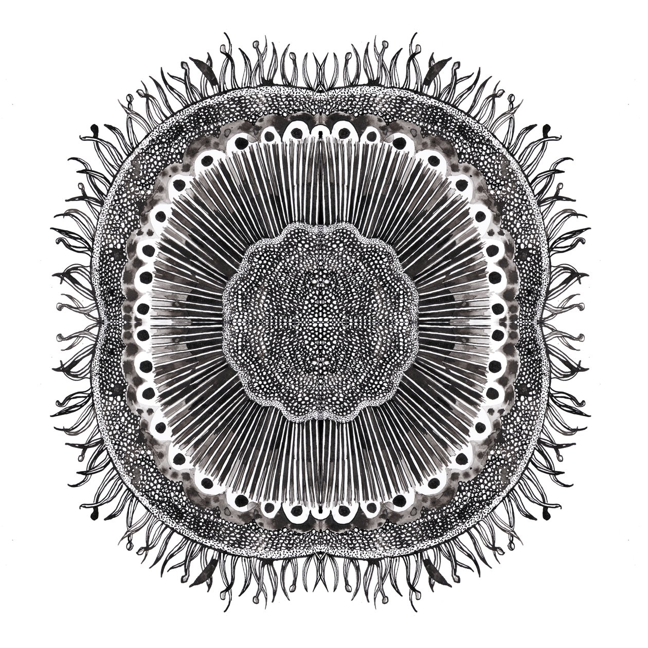 Planteceller, 2019 (pen og blæk) af Charlotte Orr
