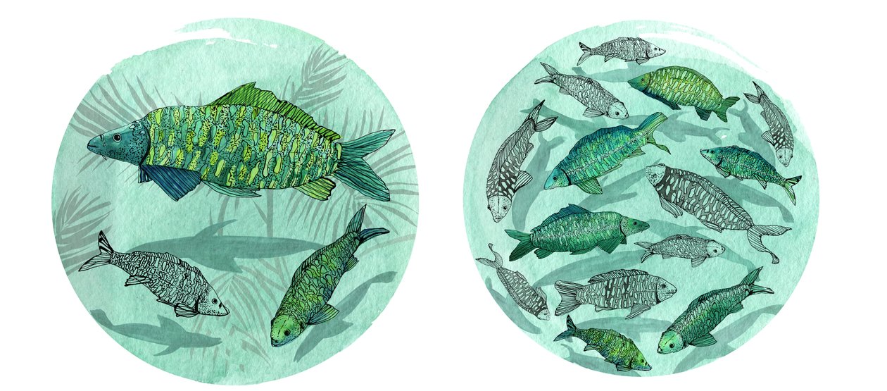 Small Fish Big Pond, 2018 (pen og blæk, akvarel og digital) af Charlotte Orr