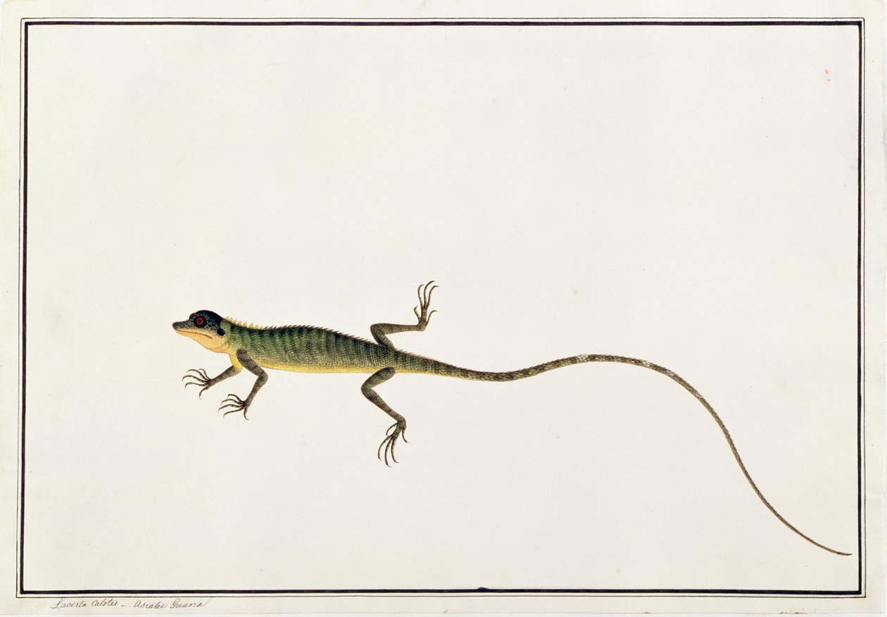 Asiatisk Guana, Lacerta Calotes, fra tegninger af dyr, insekter og krybdyr fra Malacca, ca. 1805-18 (wc og gouache på papir) af Chinese School