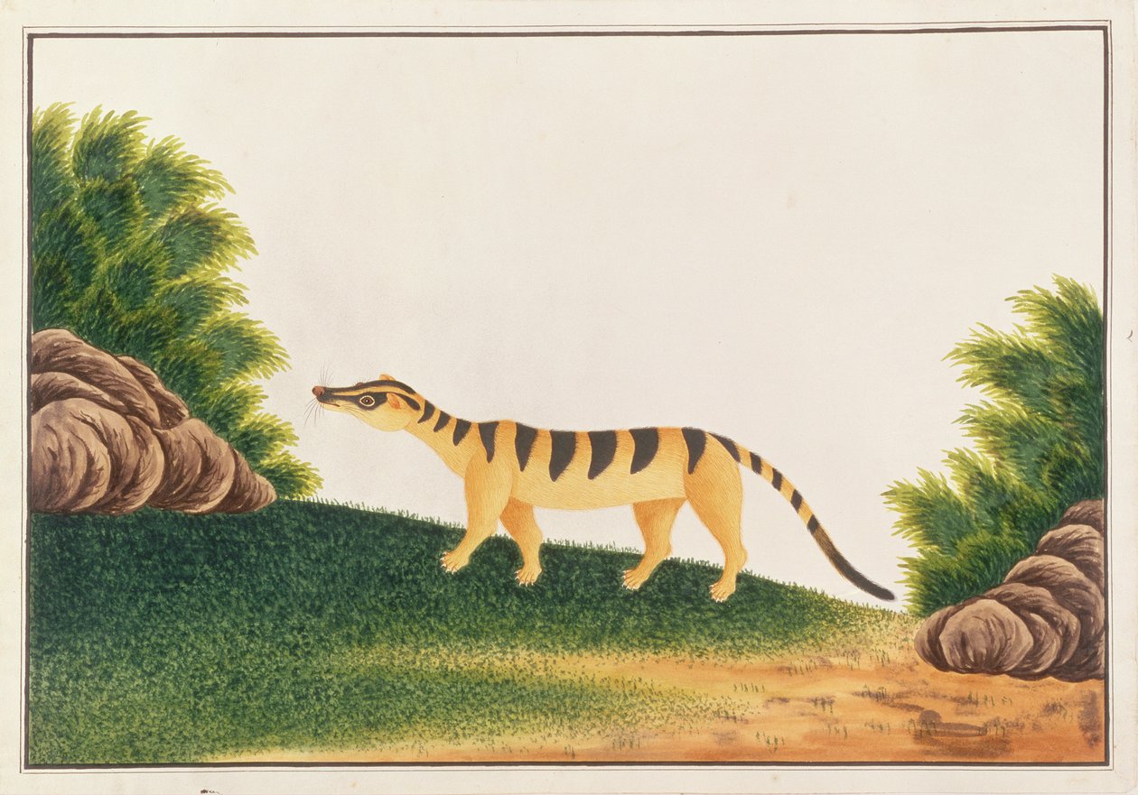 Banded Palm Civet, fra tegninger af dyr, insekter og krybdyr fra Malacca, ca. 1805-18 (wc & gouache på papir) af Chinese School