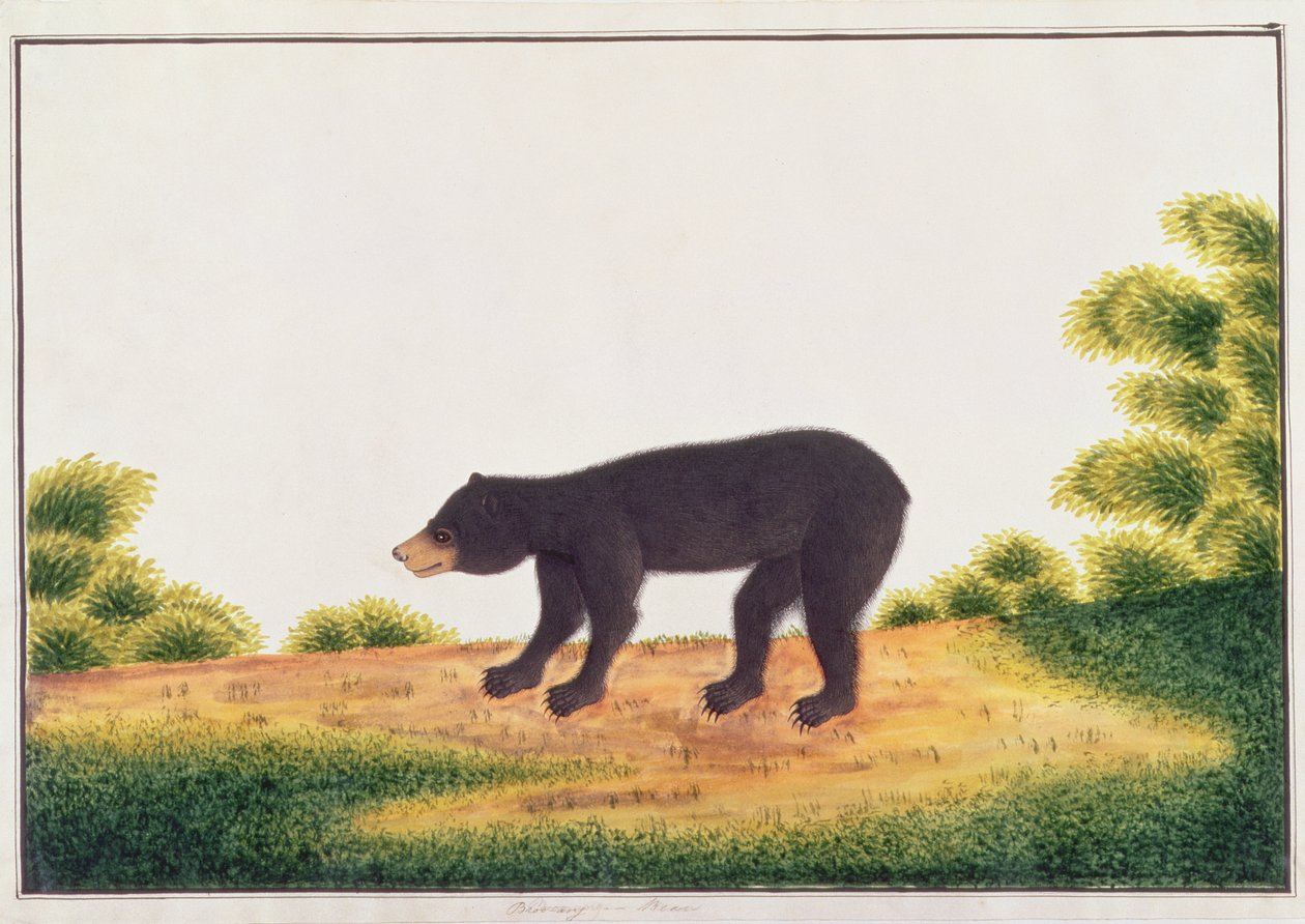 Bjørn, Broo-ang, fra tegninger af dyr, insekter og krybdyr fra Malacca, ca. 1805-18 (wc og gouache på papir) af Chinese School