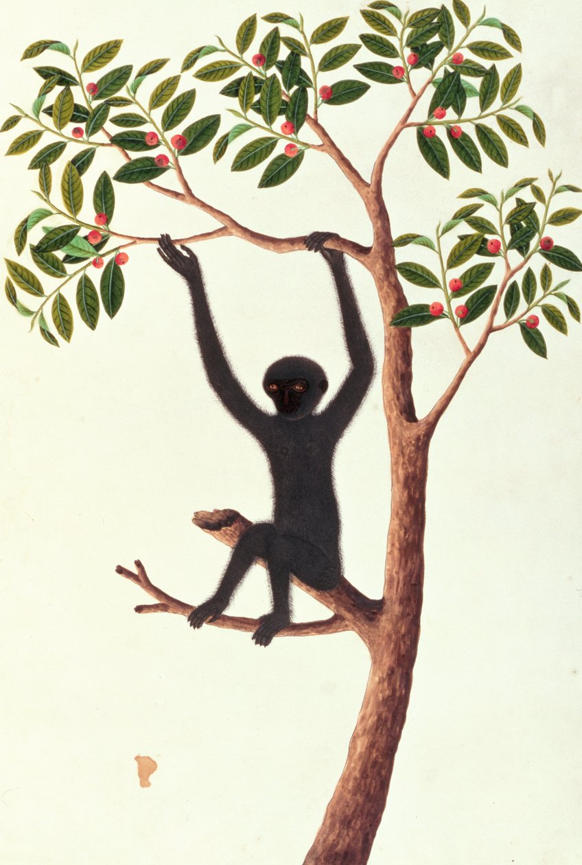 Black Long Armed Ape, Ongka Pitam, fra tegninger af dyr, insekter og krybdyr fra Malacca, ca. 1805-18 (wc og gouache på papir) af Chinese School