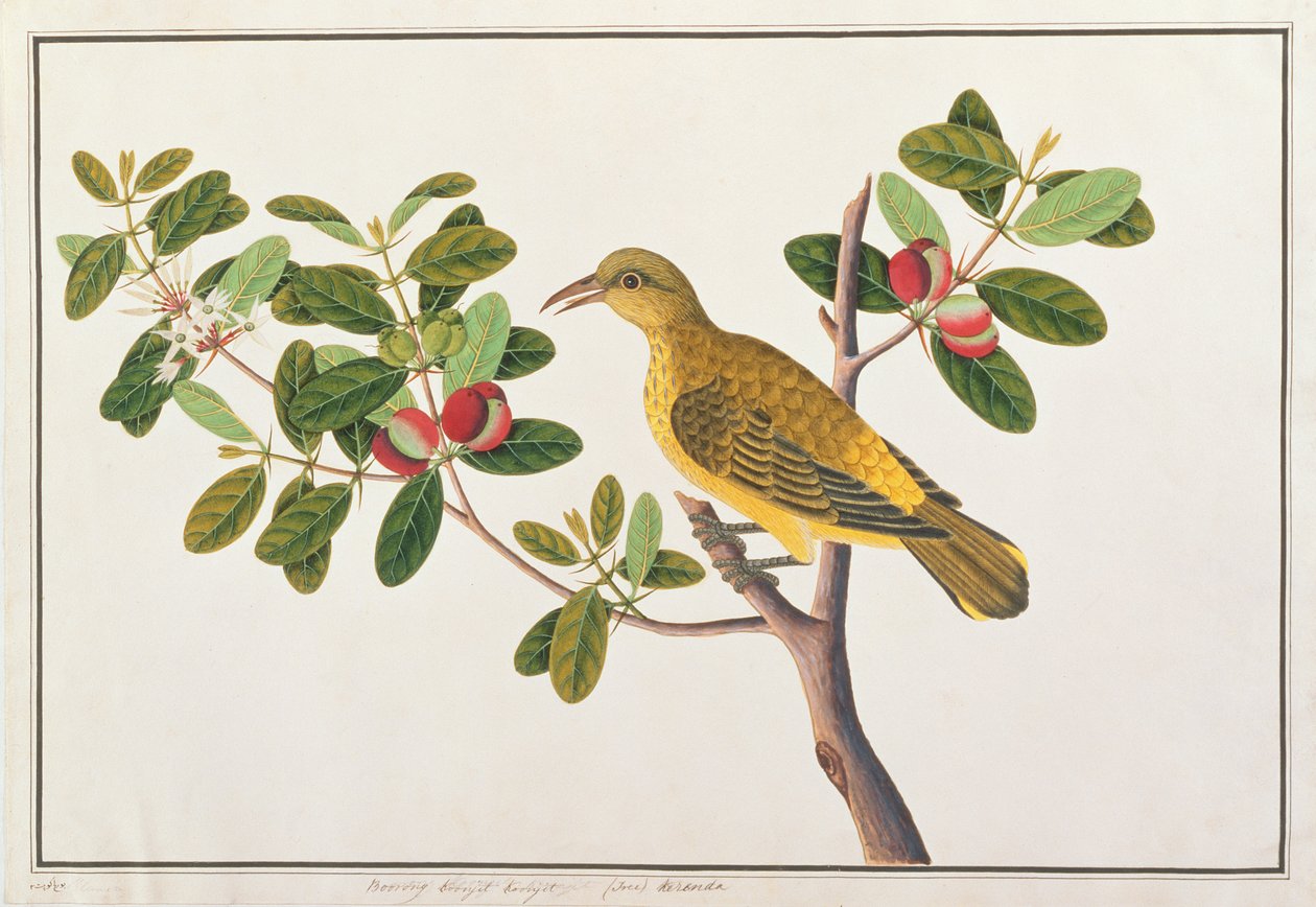 Sort-naped Oriole, fra Tegninger af Fugle fra Malacca, ca. 1805-18 (wc på papir) af Chinese School