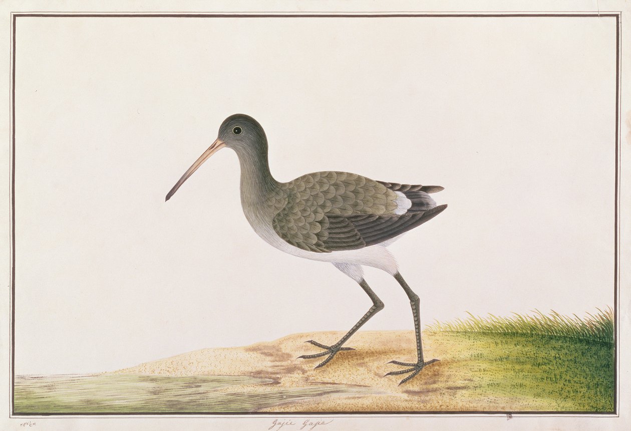 Sorthalespove, fra Tegninger af Fugle fra Malacca, ca. 1805-18 (wc på papir) af Chinese School