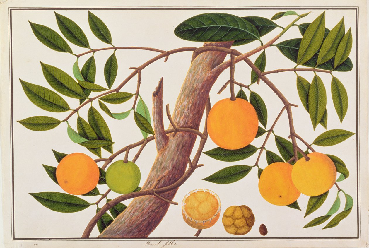 Booah Jebba, fra Drawings of Plants from Malacca, ca. 1805-18 (wc på papir) af Chinese School