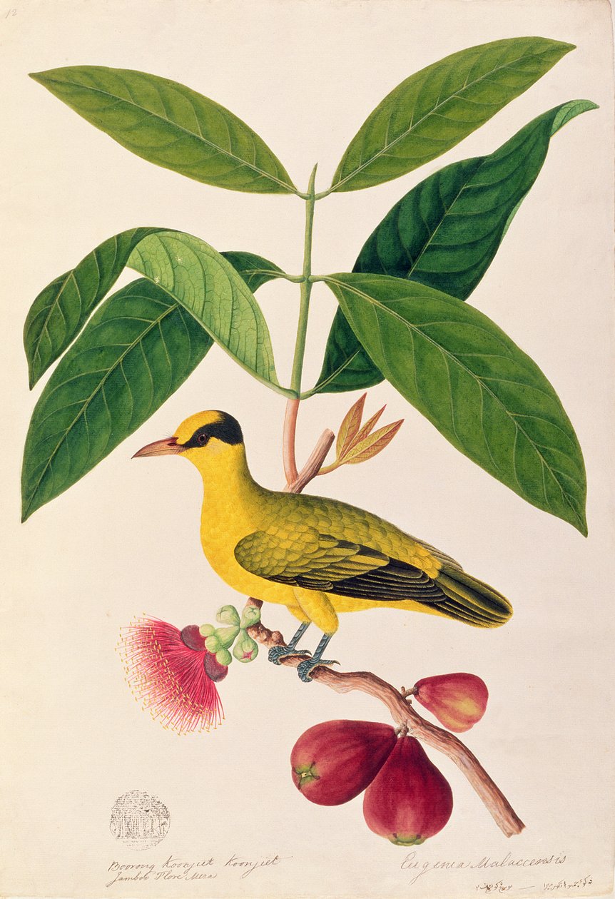 Boorong koonjiet koonjiet, Jambo Flore mera, fra Drawings of Birds from Malacca, ca. 1805-18 (wc på papir) af Chinese School