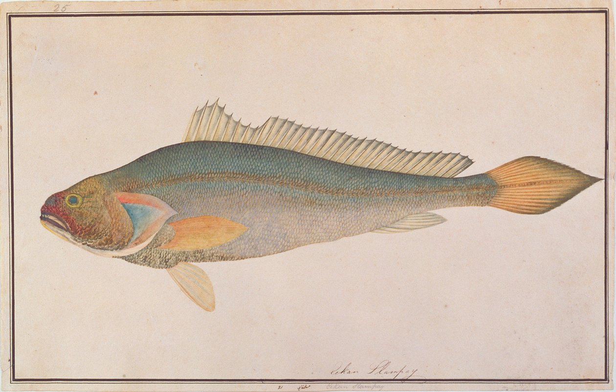 Bronze croaker, fra tegninger af fisk fra Malacca, ca. 1805-18 (wc på papir) af Chinese School
