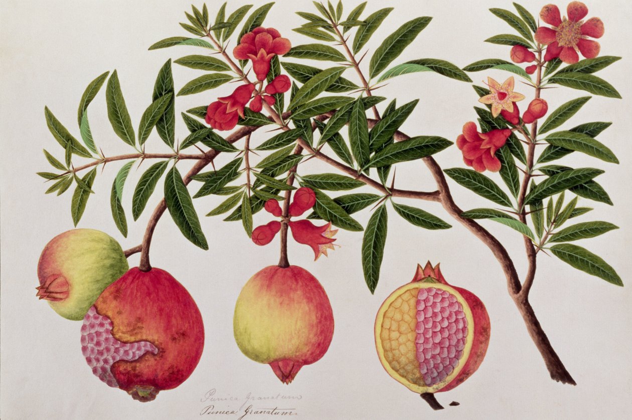 Bua Klitchie eller Caesalpinia bonducella, fra tegninger af planter fra Malacca, ca. 1805-18 (wc på papir) af Chinese School