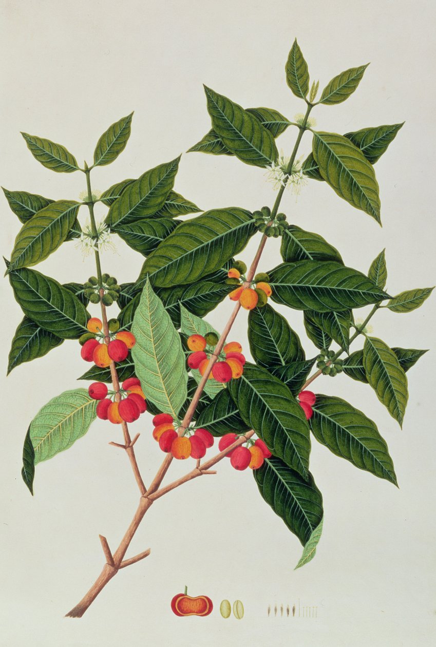 Kaffe, fra tegninger af planter fra Malacca, ca. 1805-18 (wc på papir) af Chinese School