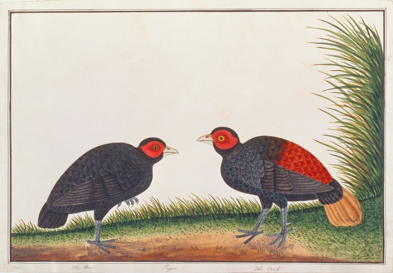 Crestless Fireback, fra tegninger af fugle fra Malacca, ca. 1805-18 (wc på papir) af Chinese School