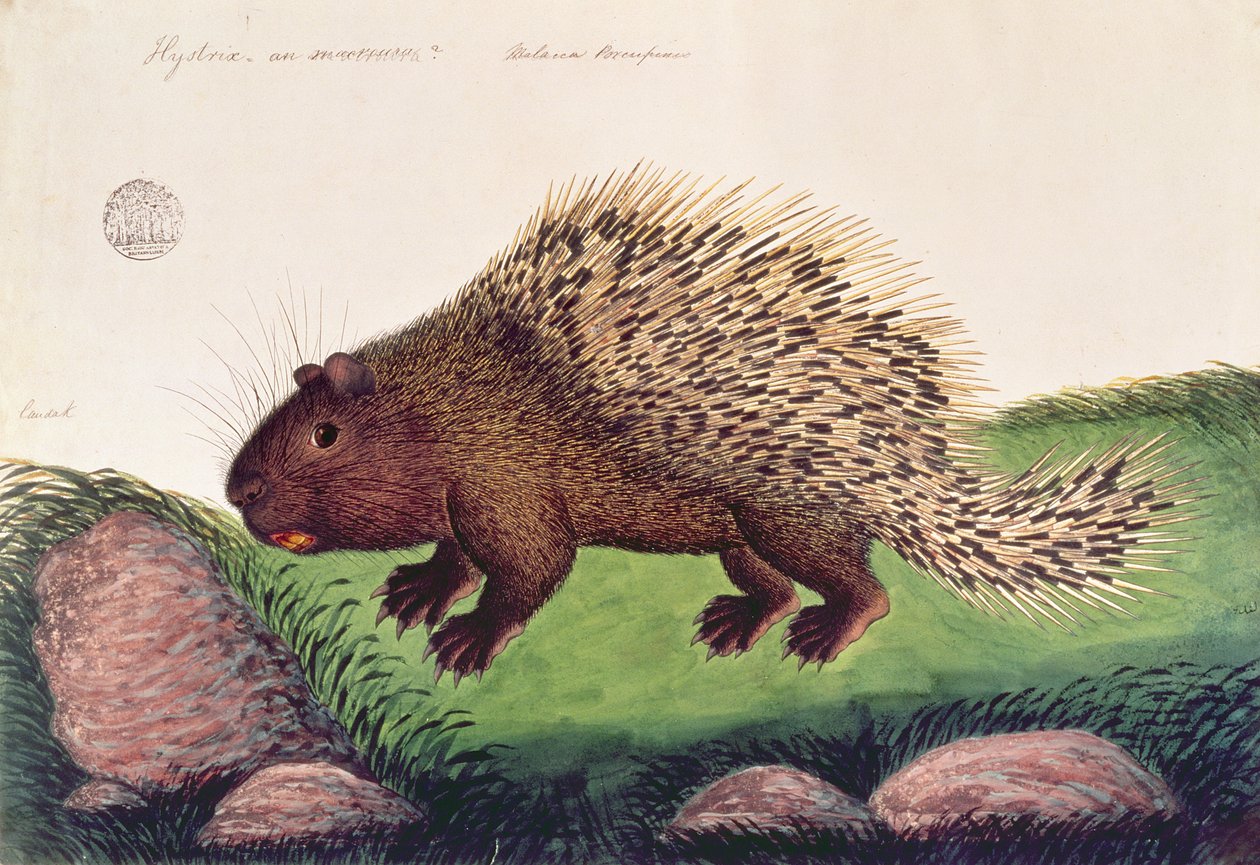 Dammai Batoo, fra tegninger af dyr, insekter og krybdyr fra Malacca, ca. 1805-18 (gouache og wc på papir) af Chinese School