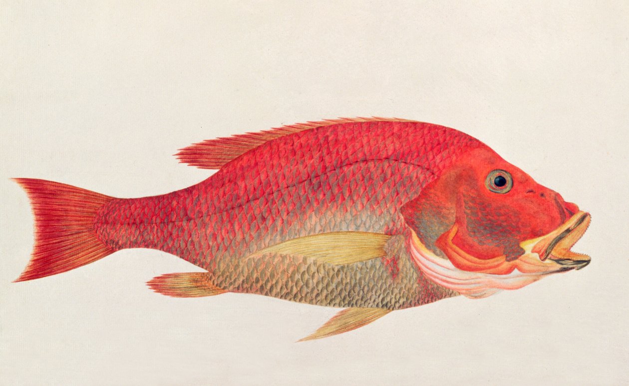Eekan Bambangan, fra Drawings of Fishes from Malacca, ca. 1805-18 (wc på papir) af Chinese School