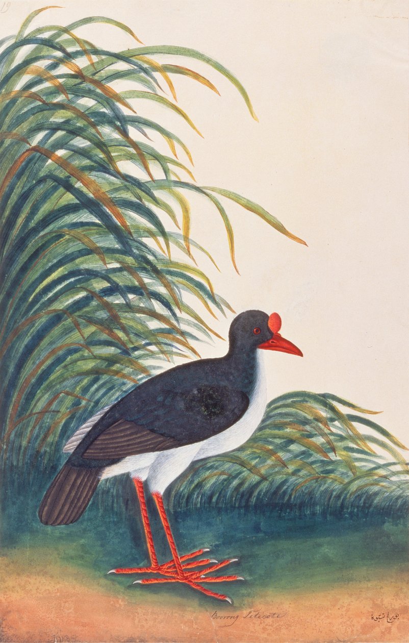 Eurasian Oystercatcher, fra Tegninger af Fugle fra Malacca, ca. 1805-18 (wc på papir) af Chinese School