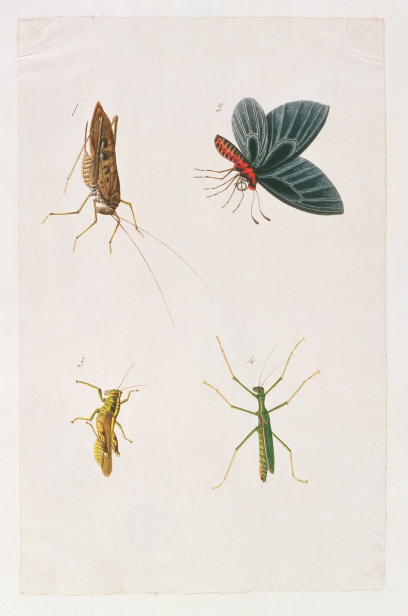 Fire insekter, fra tegninger af dyr, insekter og krybdyr fra Malacca, ca. 1805-18 (wc & gouache på papir) af Chinese School