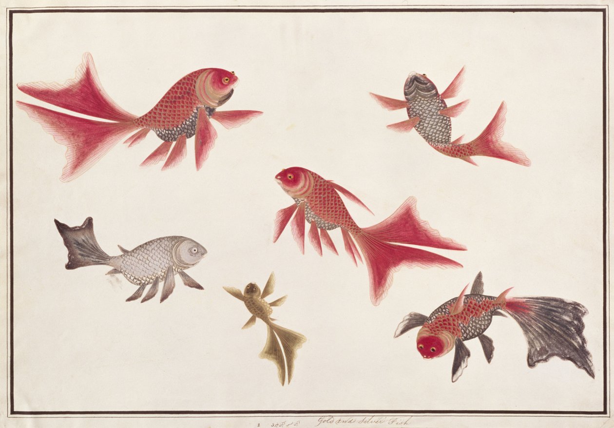 Guld- og sølvfisk, fra tegninger af fisk fra Malacca, ca. 1805-18 (wc på papir) af Chinese School