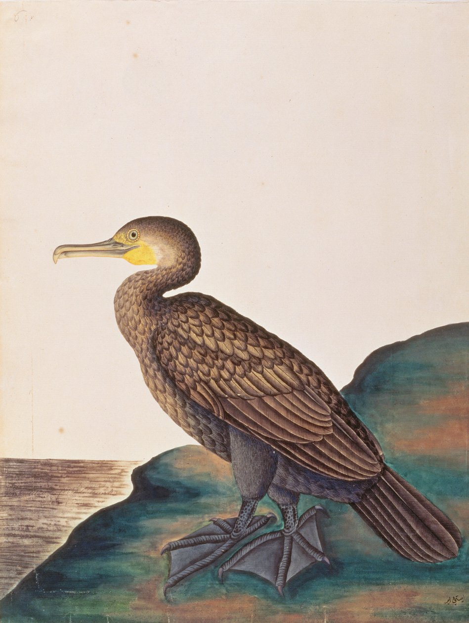 Storskarv, fra tegninger af fugle fra Malacca, ca. 1805-18 (wc på papir) af Chinese School