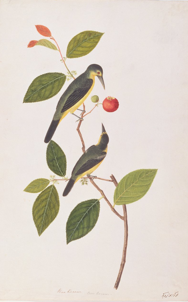 Great Iora, fra Tegninger af Fugle fra Malacca, ca. 1805-18 (wc på papir) af Chinese School