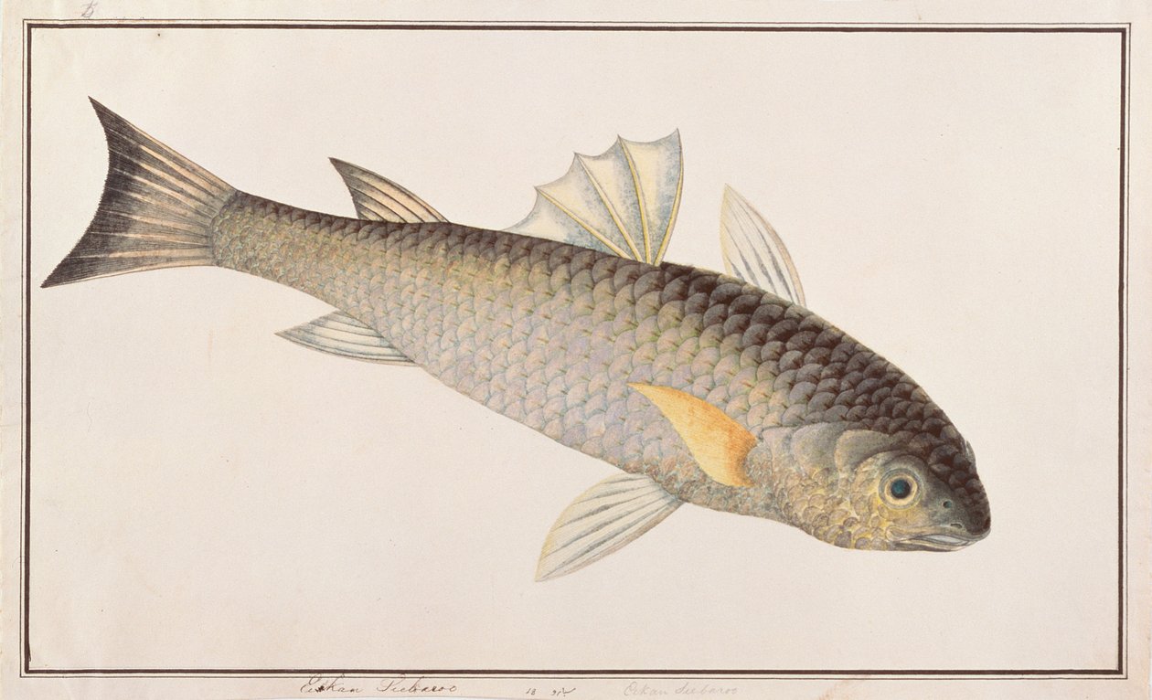 Grå multe, fra tegninger af fisk fra Malacca, ca. 1805-18 (wc på papir) af Chinese School