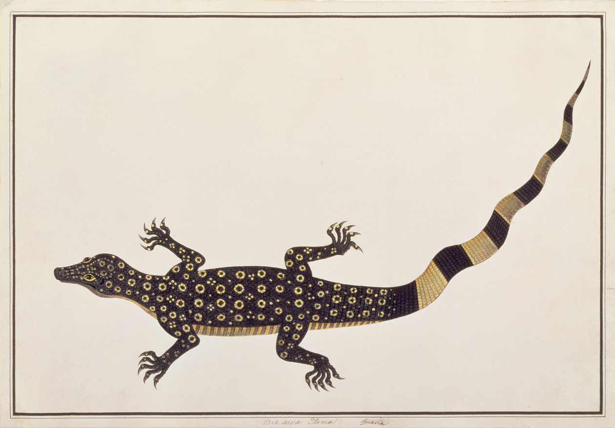 Guana, Bie awa Tana, fra tegninger af dyr, insekter og krybdyr fra Malacca, ca. 1805-18 (wc og gouache på papir) af Chinese School