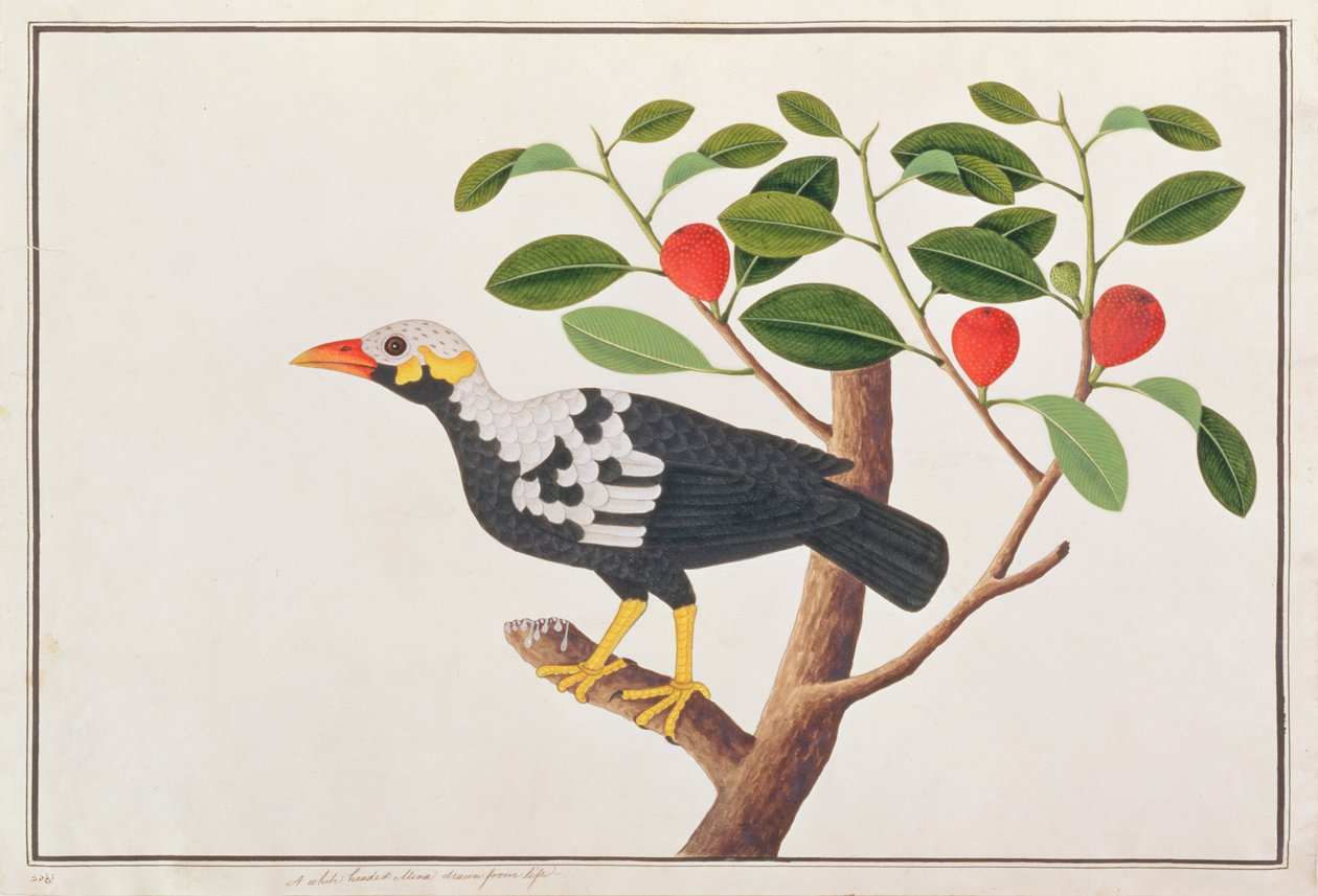 Hill Myna, fra Tegninger af fugle fra Malacca, ca. 1805-18 (wc på papir) af Chinese School