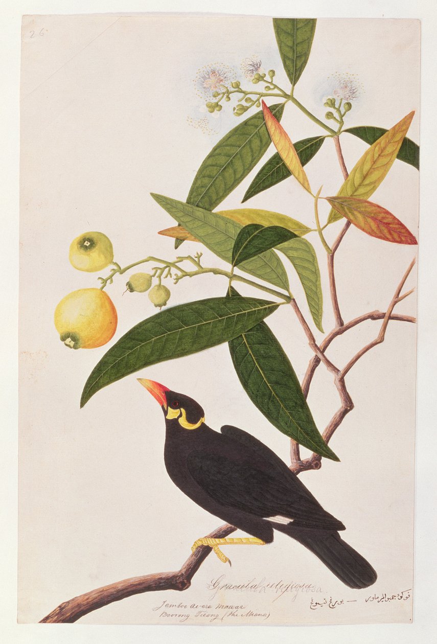 Hill Myna, fra Tegninger af fugle fra Malacca, ca. 1805-18 (wc på papir) af Chinese School