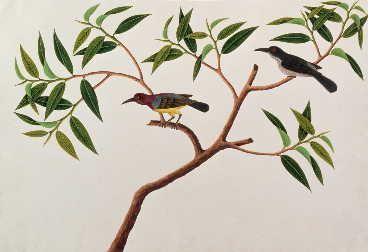 Humming Bird, Boorong cherichap, fra Tegninger af fugle fra Malacca, ca. 1805-18 (wc på papir) af Chinese School