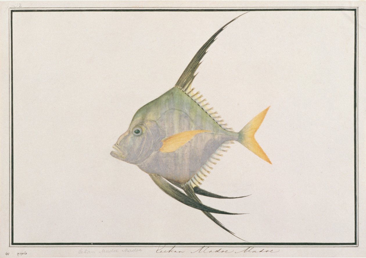 Indisk trådfisk, fra tegninger af fisk fra Malacca, ca. 1805-18 (wc på papir) af Chinese School