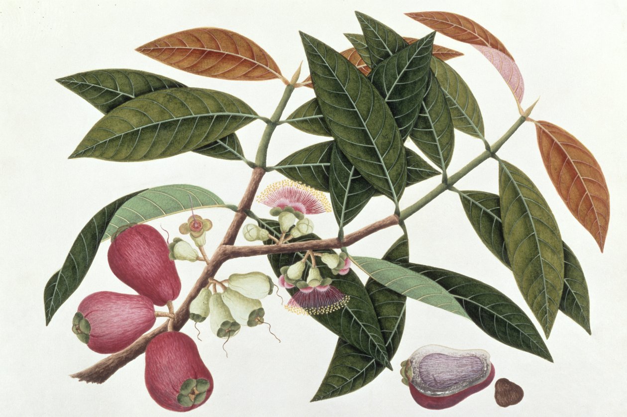 Jamboo Telore mera eller Eugenia Malacceusis, fra tegninger af planter fra Malacca, ca. 1805-18 (wc på papir) af Chinese School