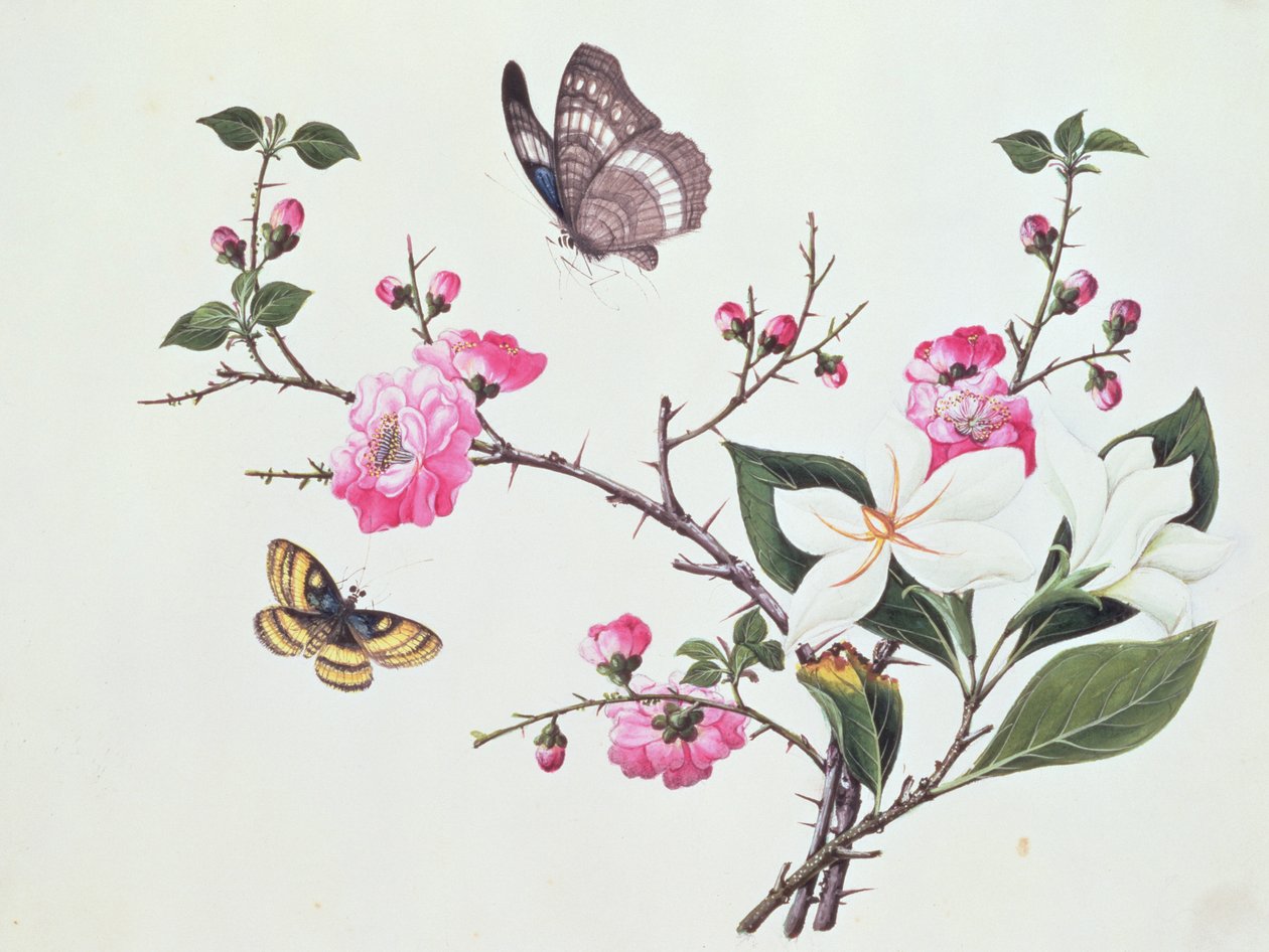 Japonica, Magnolia og sommerfugle af Chinese School