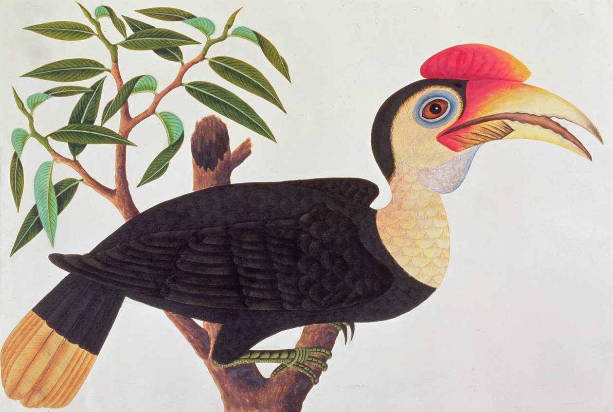 Ke-ke, fra Tegninger af Fugle fra Malacca, ca. 1805-18 (wc på papir) af Chinese School