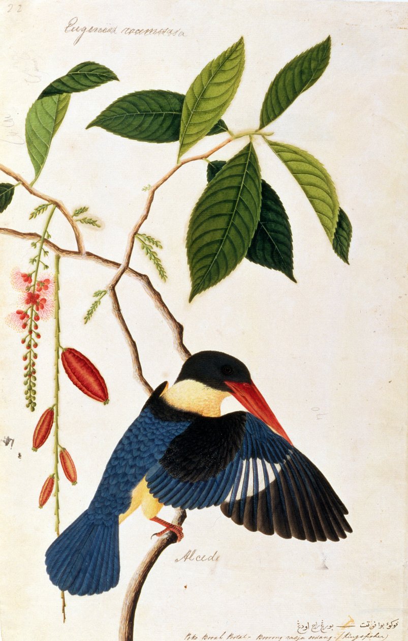 Kingfisher eller Alced, Poko Booah Portal, Burung radja udang, fra Drawings of Birds from Malacca, ca. 1805-18 (wc på papir) af Chinese School