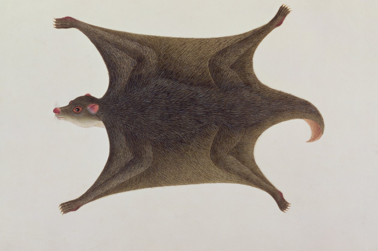 Koolong (Malay) Lemur, Macanee, fra tegninger af dyr, insekter og krybdyr i Malacca, ca. 1805-18 (wc og gouache på papir) af Chinese School