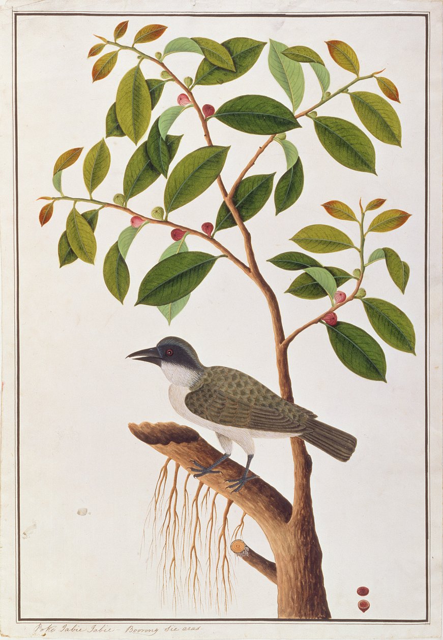 Stor skovskær, fra tegninger af fugle fra Malacca, ca. 1805-18 (wc på papir) af Chinese School