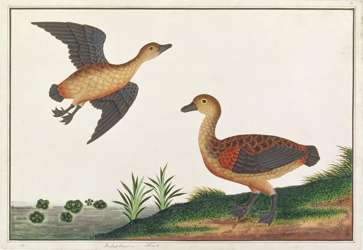 Lesser Treeduck, fra Tegninger af Fugle fra Malacca, ca. 1805-18 (wc på papir) af Chinese School