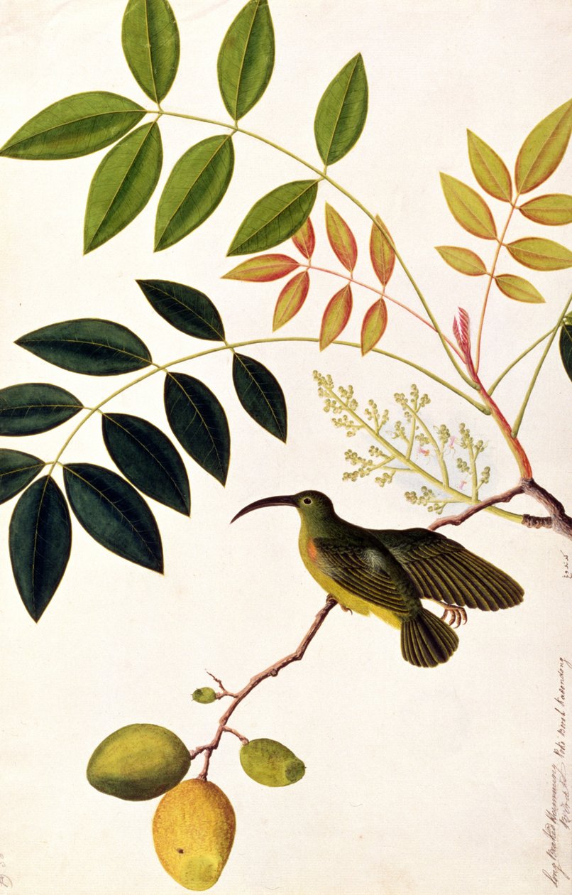 Langnæbbet Humming Bird, Poko Booah Kadonong, fra Drawings of Birds from Malacca, ca. 1805-18 (wc på papir) af Chinese School